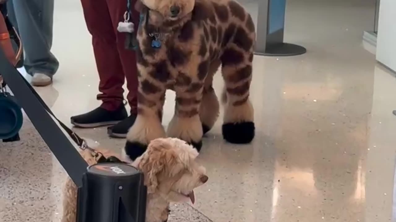 Dog Looks Like a Giraffe