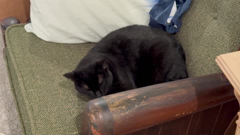 Cute Precious Piper Finds a Comfy Place to Sleep - My Adopted Shelter Cat Vlog