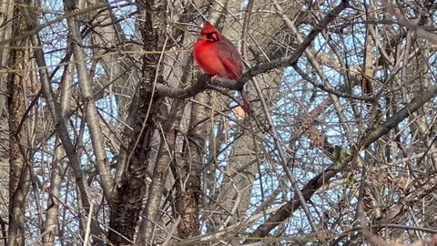 Winter residents at the park in Toronto Canada