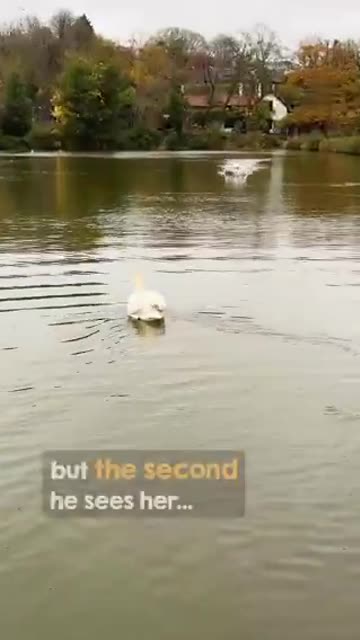Doom Break - Mr. Swan, separated from mate whilst she recovered - Once he sees she is back...