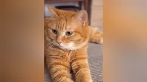 The Most dramatic cats moments ever! 😂🤣