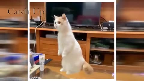 Cats & Kittens: A Symphony of Feline Elegance and Playfulness