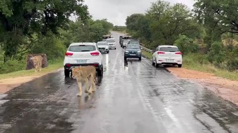 animals