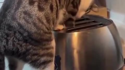 🐱😂 Cat's Inspecting the Toaster... | FunFM