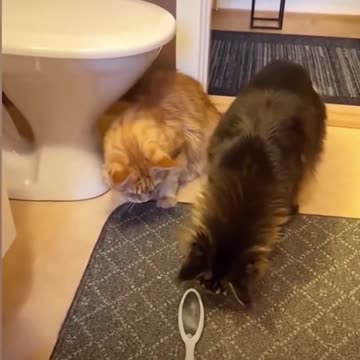 Funniest Animal Videos 😂 | Cute & Hilarious Pets Compilation!