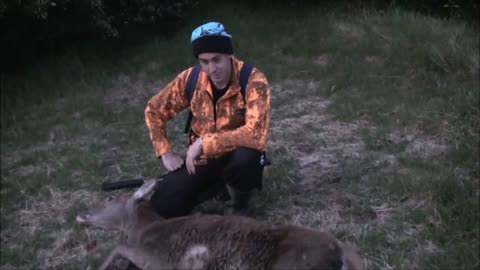 Red deer evening hunt