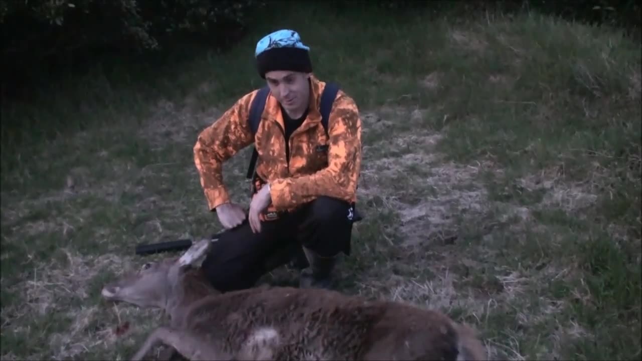 Red deer evening hunt