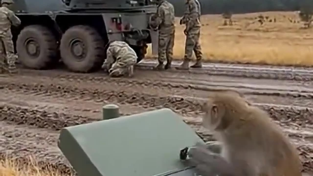 Monkey start rockets 😊😊