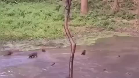 funny