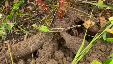 Digging root crops and cooking a sweet stew of fruits and tubers!