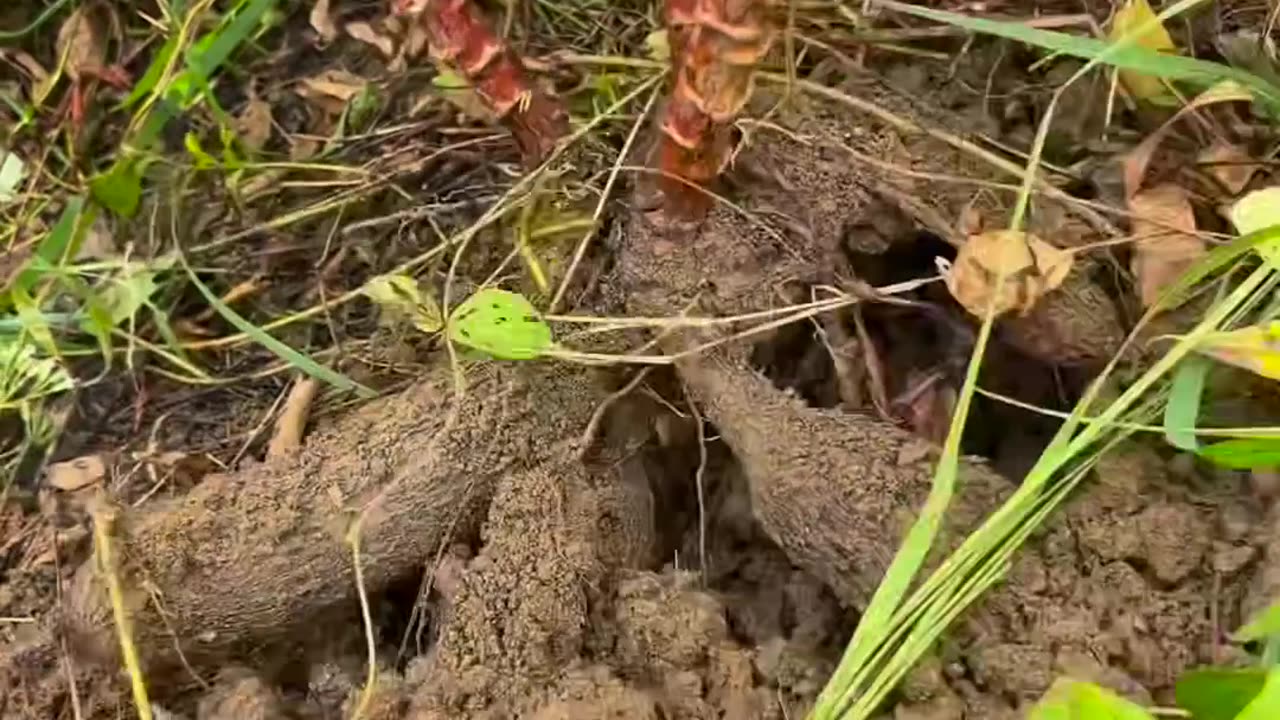 Digging root crops and cooking a sweet stew of fruits and tubers!