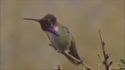 Faith Building Documentaries