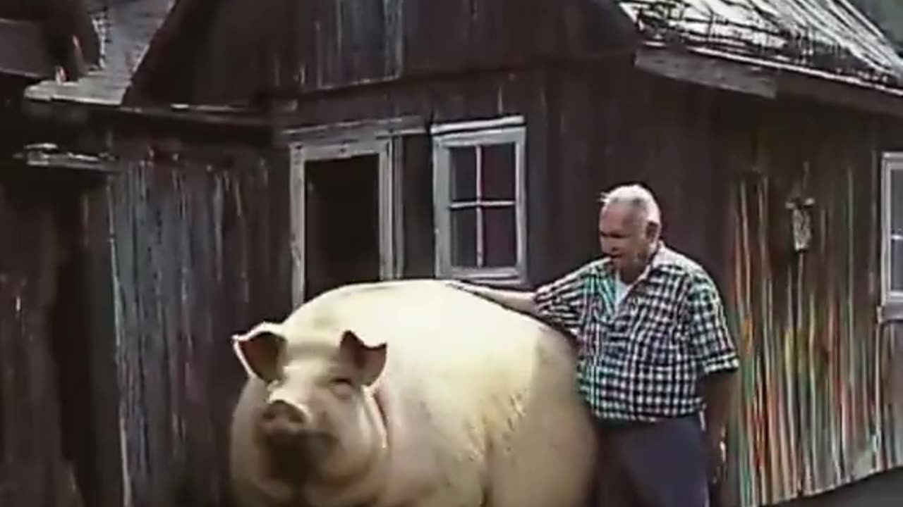 Giant Pig