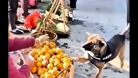 Dog demands 3 oranges 🍊