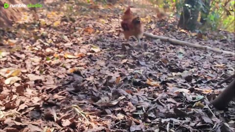 The Chicken Show 🐔