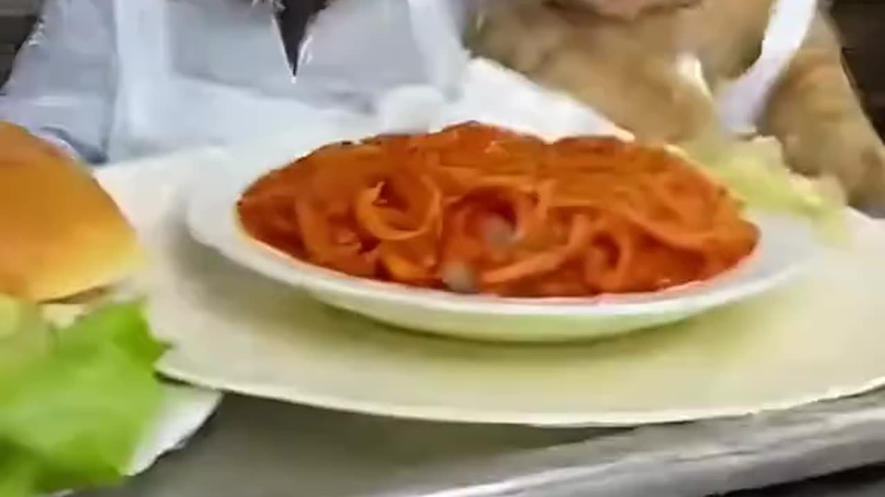 Don't mess with a hardworking cat🤣🤣🤣🤣