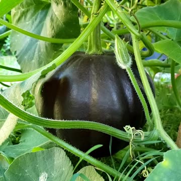 Mini sweet peppers, dark green pumpkin, sponge gourd