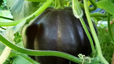 Mini sweet peppers, dark green pumpkin, sponge gourd
