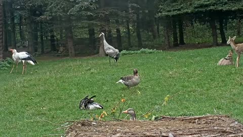 Jonas encourages the storks to move with his dance🕺🌿🥰🥰😅