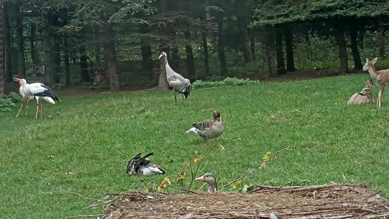 Jonas encourages the storks to move with his dance🕺🌿🥰🥰😅