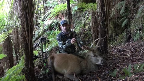 Red stag shot at 7 metres