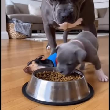 It’s funny how he plays dead DOA