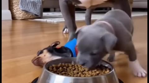 It’s funny how he plays dead DOA