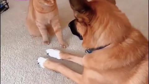 Imagine Cat licking the Dog ......