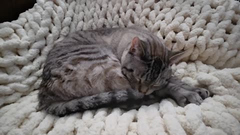 Siamese Lynx Point Cat Sleep Goals: Absolute Cozy Queen