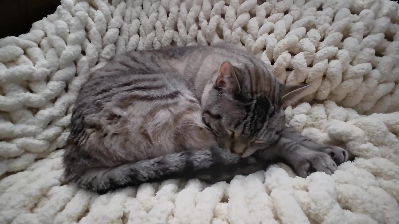 Siamese Lynx Point Cat Sleep Goals: Absolute Cozy Queen