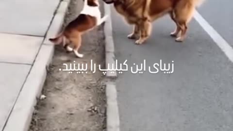 "Dog Saves Baby: A True Hero!"