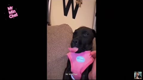 2025 Best Cats and Dogs Memes Try Not to Laugh