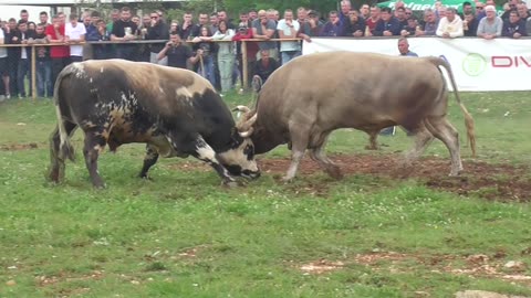 Golub od Šerića vs Risonja od Mule Dicmo 2025