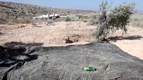 Palestinians try to salvage olive trees uprooted by Israeli troops 