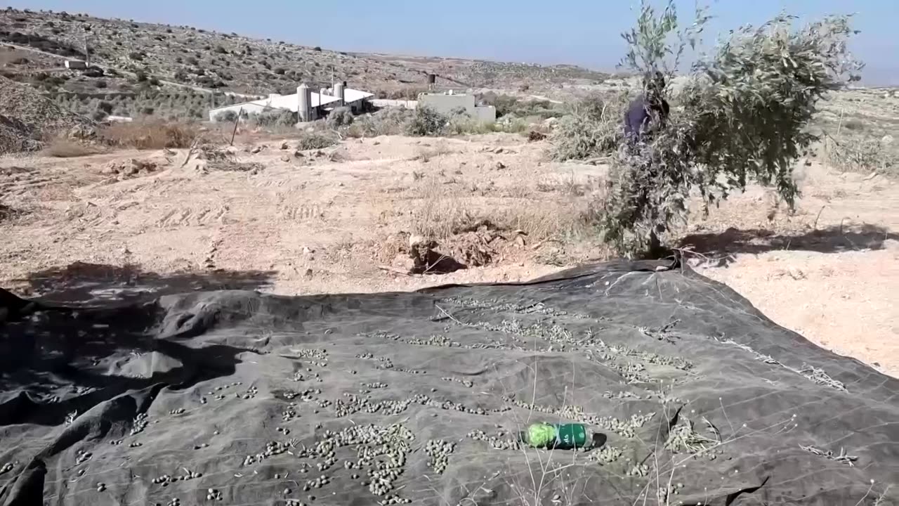 Palestinians try to salvage olive trees uprooted by Israeli troops