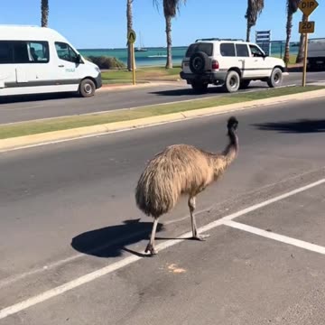 Welcome to Australia 🇦🇺