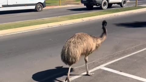 Welcome to Australia 🇦🇺