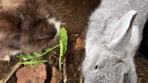 Bunnies Dancing in the Grass? Too Cute to Handle! 🌿🐰
