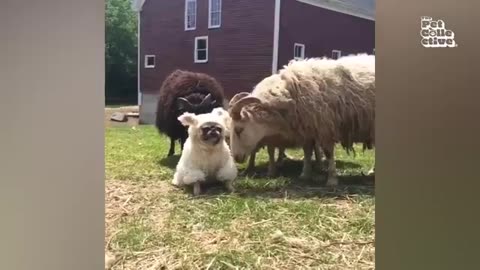 Funniest Farm Animals