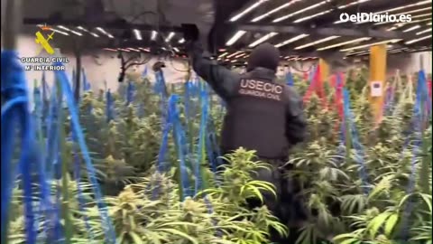Goditet rrjeti i marijuanës në Spanjë, 9 shqiptarë të arrestuar