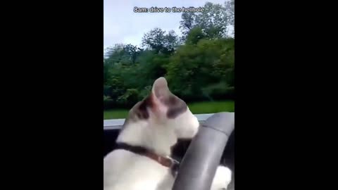 Whisker Wiggle Woes: Ultimate Funny Cat Video!