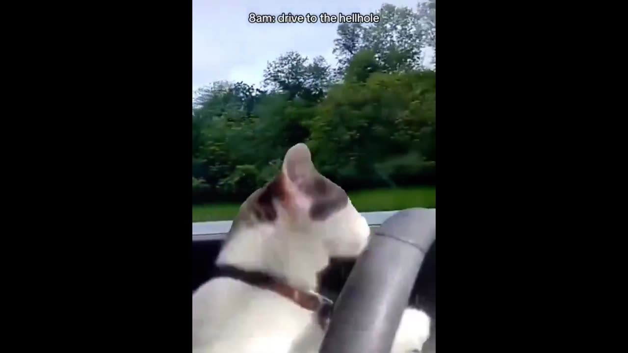 Whisker Wiggle Woes: Ultimate Funny Cat Video!