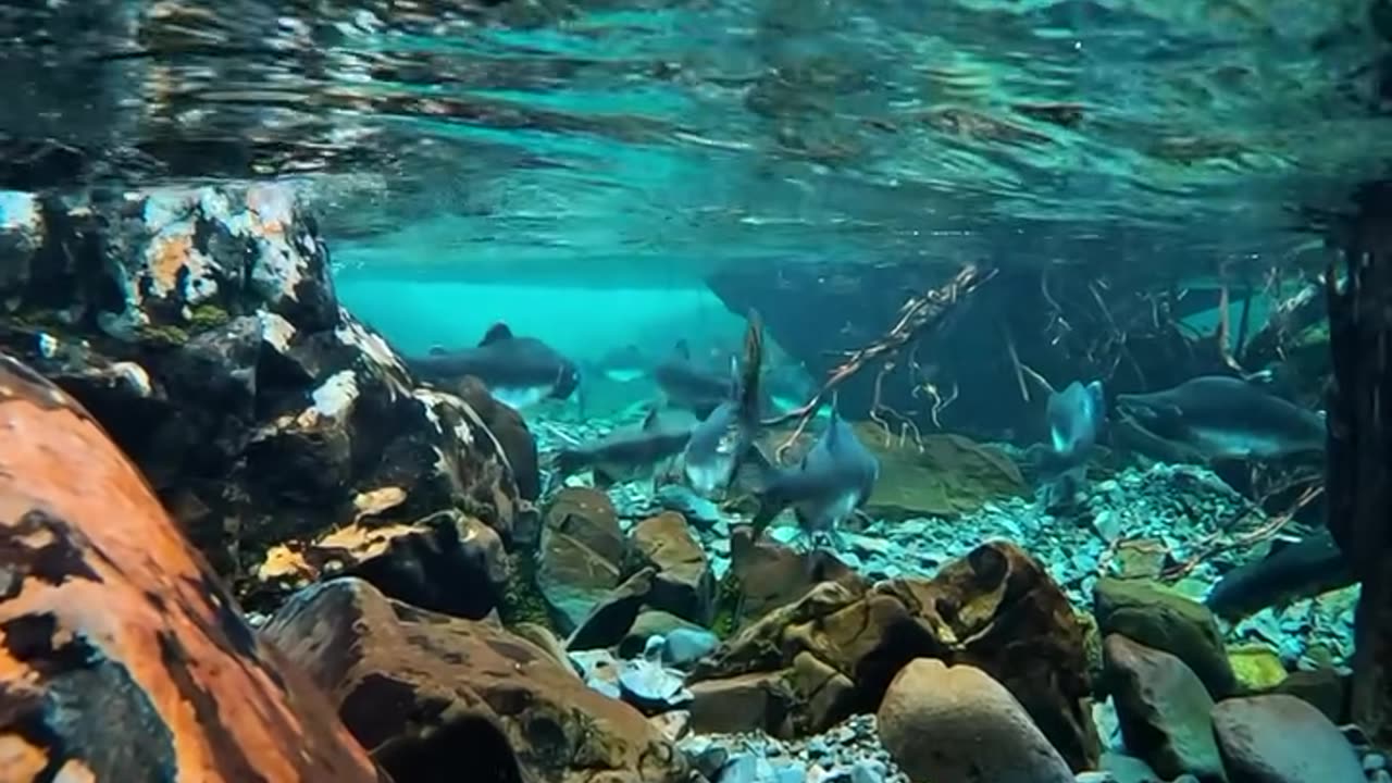 So many Salmon! What a beautiful place in Seward Alaska π«Άπ