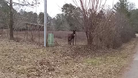 My Happy Neighbor is Always Excited to See Me when I’m Out Walking