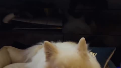 Gastoz - Andjela - Lilica - Snupi Part 1