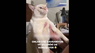 Daddy Goat 24/7 - Out Of Context Memes & Videos