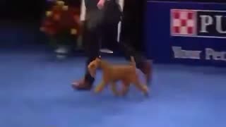 Daddy Goat 24/7 - Out Of Context Memes & Videos