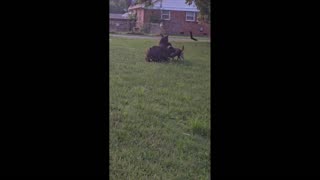 Daddy Goat 24/7 - Out Of Context Memes & Videos