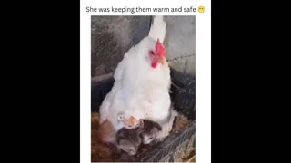 Daddy Goat 24/7 - Out Of Context Memes & Videos