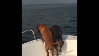 Daddy Goat 24/7 - Out Of Context Memes & Videos